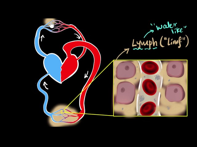 Lymph, lymph nodes, & lymphatic system | Life processes | Biology | Khan Academy