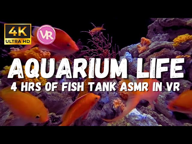 4K Aquarium in 180 VR 3D Underwater ambience, Coral reef, ASMR