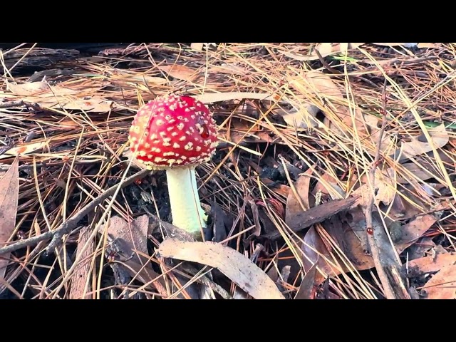 Nature & Mushrooms in Silvan, Dandenong mountains - Victoria (shot in iPhone 15pro)