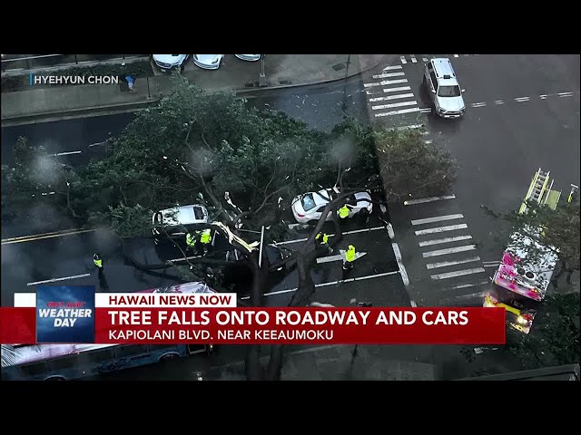 Fallen tree crushes cars at busy Honolulu intersection