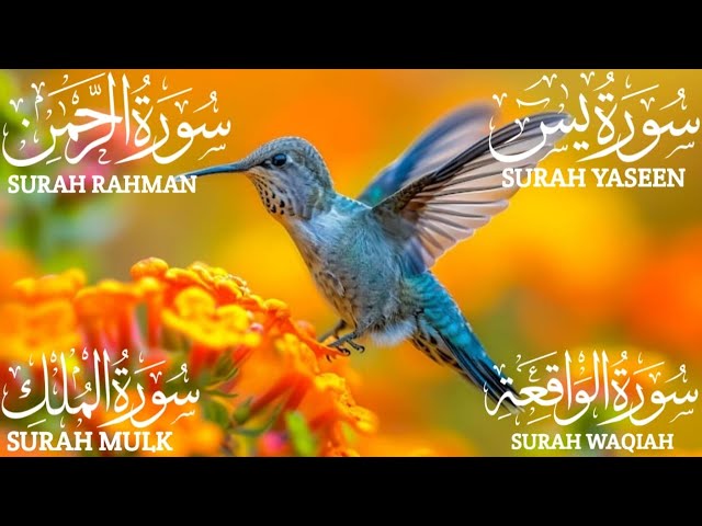 Surah Yaseen (Yasin) | Surah Rahman | Surah Waqiah | Surah Mulk | Beautiful Quran Recitation EP:093