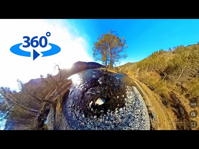 Reality of the Wild: The Majestic Beauty of Mountain Pines | VR360 PLV.