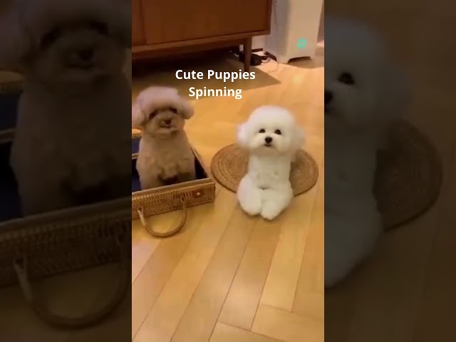 Cute Funny Puppies Dogs Spinning #shorts