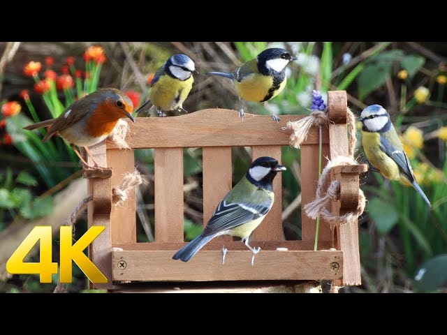 Cat TV for Cats to Watch 😺 Cute birds and pheasants 🐦 10 Hours(4K) feeding from a chair