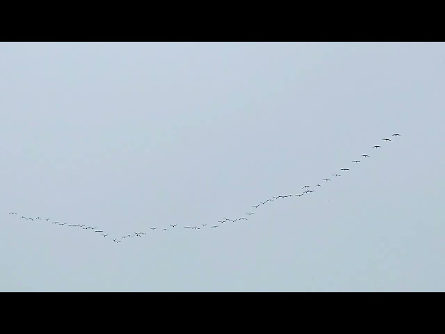 SANDHILL CRANES FLYING OVER ST. PATRICK'S COUNTY PARK.