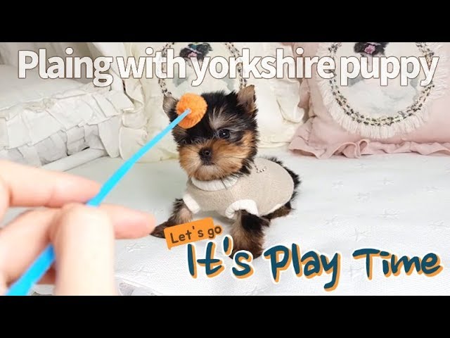 Teacup yorkshire terrier size is so smallest - Teacup puppies KimsKennelUS