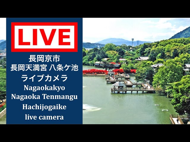 【LIVE CAMERA】#長岡京市 #長岡天満宮八条ケ池 #ライブカメラ #livecamera  #nagaokakyo #nagaokatenmanguhachijogaikepond