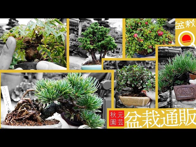 [Sales] Akimoto Gardening's bonsai mail order has started & how to make juniper [Bonsai Q]