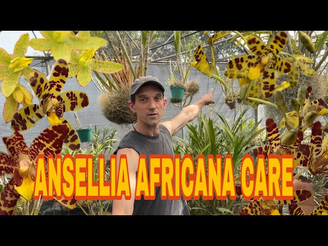 How to get your Ansellia Africana Orchid  to flower, care and tips