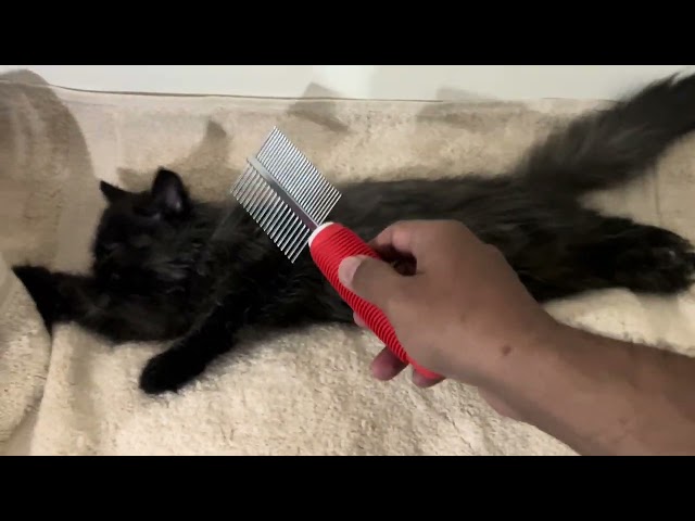 Nyxie Loves Grooming – The Most Relaxed Kitten Ever! 🐱✨