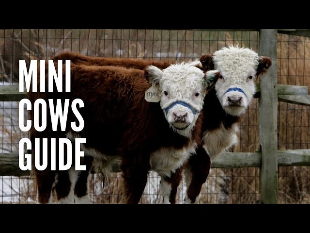 Miniature Cows Guide: How to Raise Mini Cows?