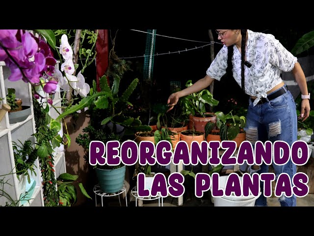 THEY NEED A CHANGE: moving all the plants in the corridor │Candy Bu