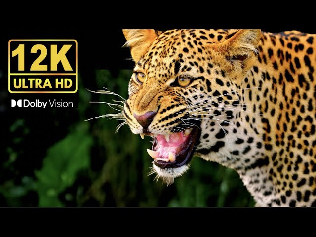 8k Animal Video Ultra HD / 8K