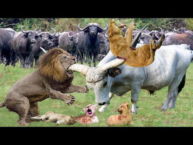 Big Battle! The Herd Of Buffaloes Frantically Attacked The Lions To Protect Their Young Buffalo