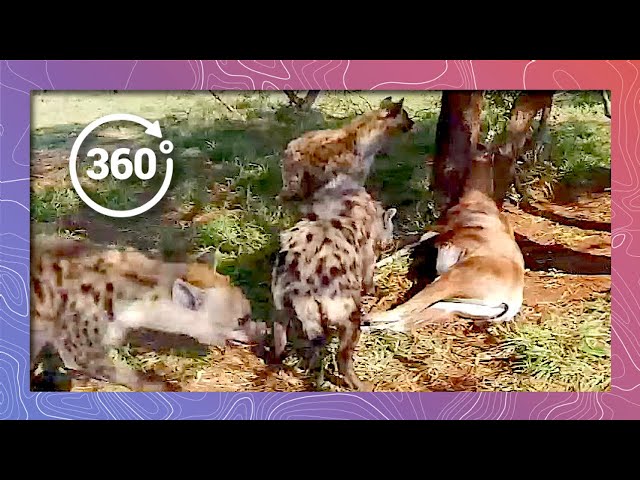 Hyena in 360 4K Feasting on Antelope (Wildlife and Nature 2018)