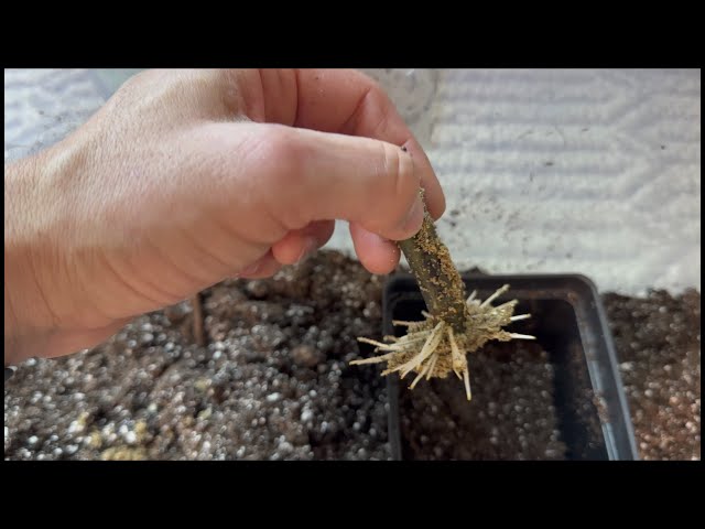 MAXIMIZE YOUR FIG CUTTINGS: Rooting Single Node Fig Cuttings, Part 1