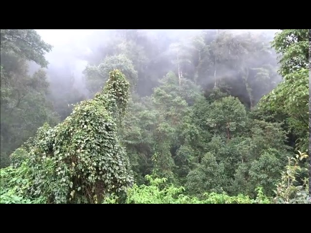 Clouds at Doi Inthanon The roof of Thailand / ดอยอินทนนท์