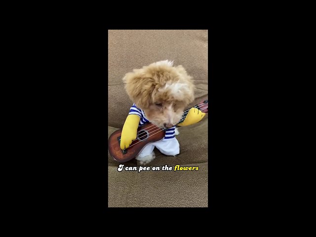 Adorable & FUNNY PUPPIES Doing the Silliest Things! 🐾😂 PART 2