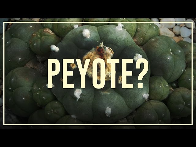 Peyote (mescaline) - Do’s and don’ts | Drugslab