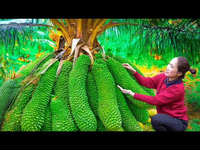 Farm life | Harvesting Green Bells Fruit from Giant tree trunks to sell | Harvesting and Cooking