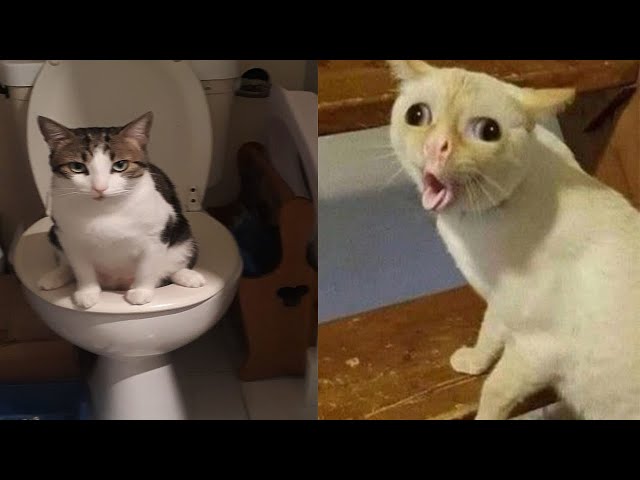 Compilation New Funniest Cat Videos 😹 You laugh You Lose 🤣 Best of Funny Cat Videos 😂 #6