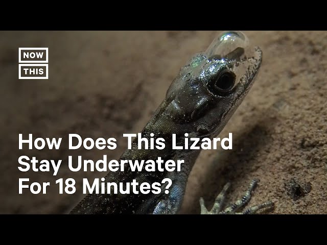 This Semi-Aquatic Lizard Can 'Rebreathe'