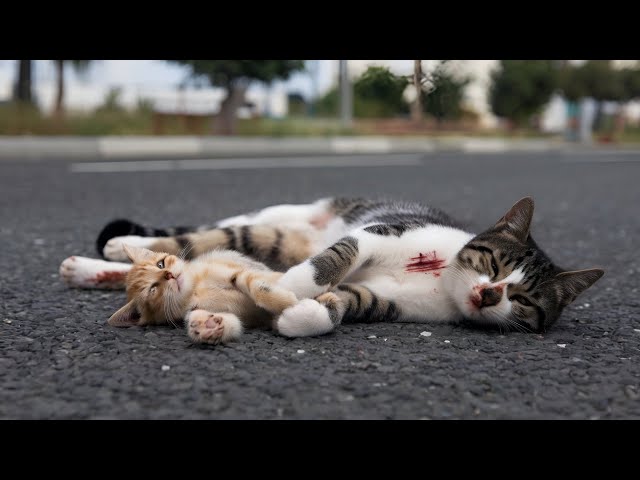 Injured Mama Cat Crawls to Man with Dying Kitten—What He Did Next Will Leave You Speechless!