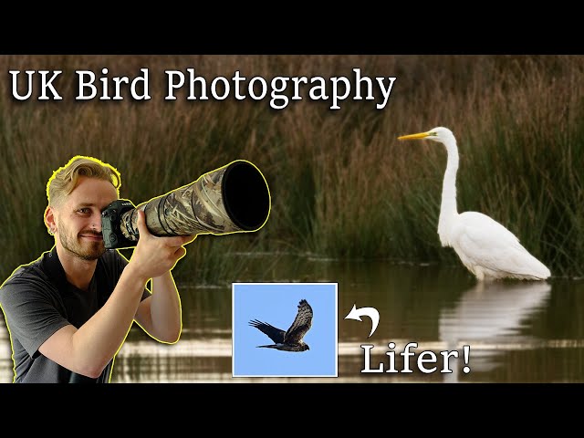 New Year - New Location - New Species - UK BIRD PHOTOGRAPHY