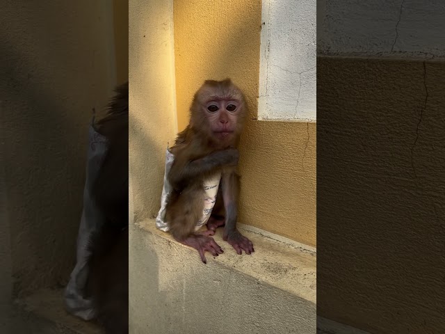 Pily monkey sucking his hand is so cute