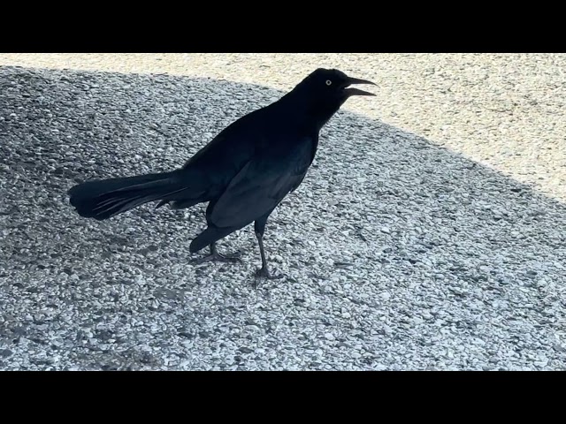 grackle bird chat 2/10/2025 🤣🐦💯🤙🏾 #asmr #birdwatching #texas