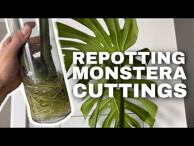 Propagating Monstera Deliciosa | Repotting my cuttings!