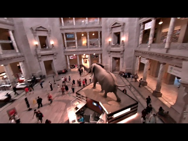 CALF VR Smithsonian Main Elephant exhibit hall