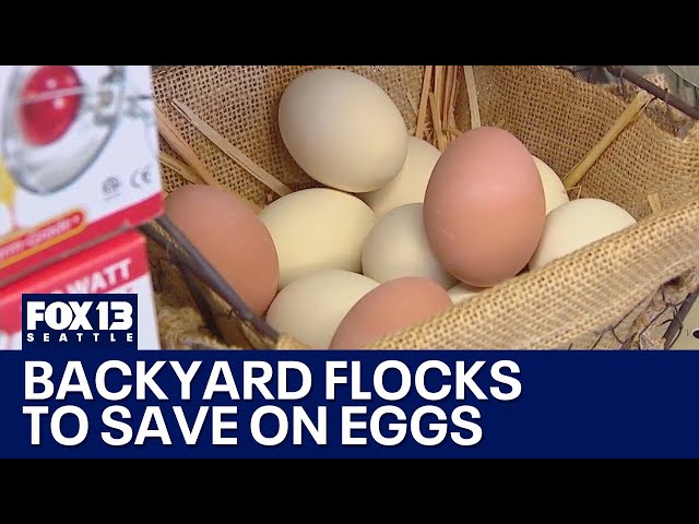 Buying chickens to save money on eggs? | FOX 13 Seattle