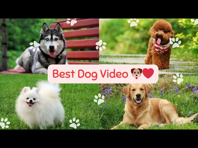 Adorable Dog Moments Compilation: Cute and Funny Videos #1 #funnydog #cutedog