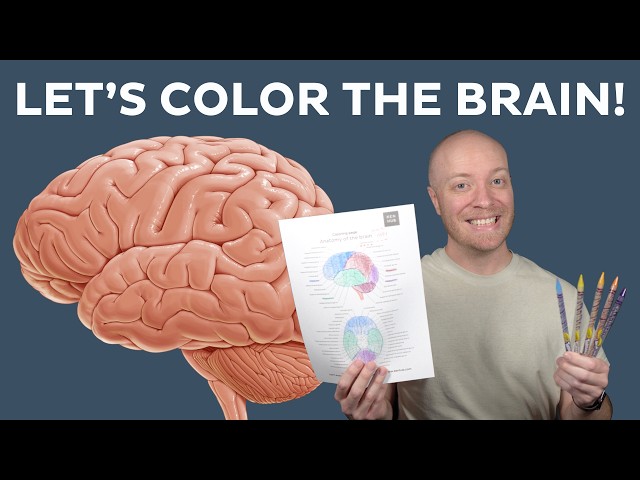 Let's color and learn brain anatomy | Kenhub