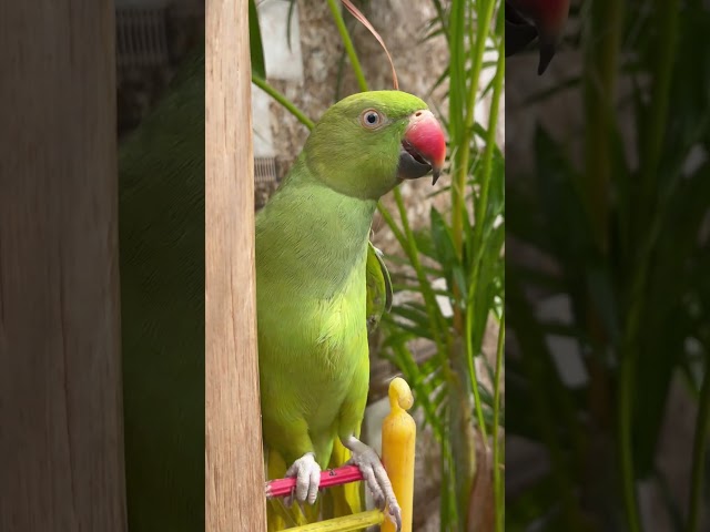 A Mithu 🦜 #parrot #talkingparrot #cute #birds #youtubeshorts #pets #shortvideo #shorts #shortsfeed