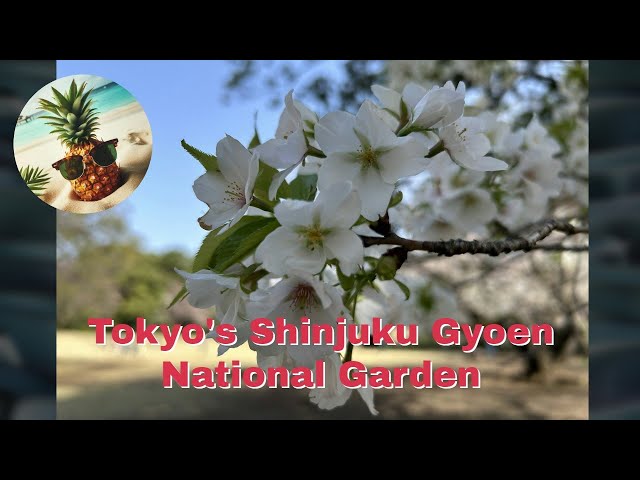 Hidden Tokyo: Shinjuku National Garden