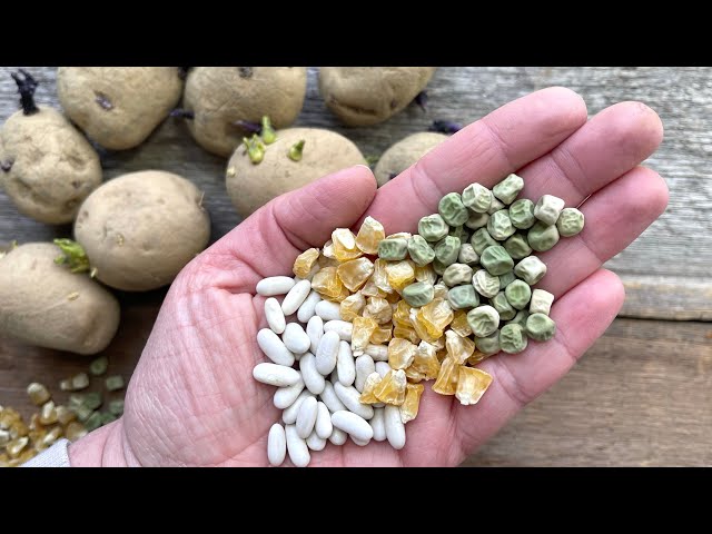 4 crops I ALWAYS PRE-SPROUT before planting!