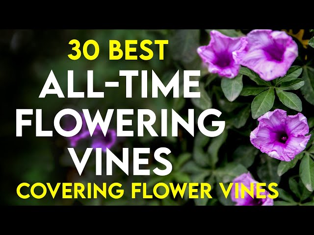 30 best permanent flowering creepers in india | all time flowering vines | perennial flowering vines