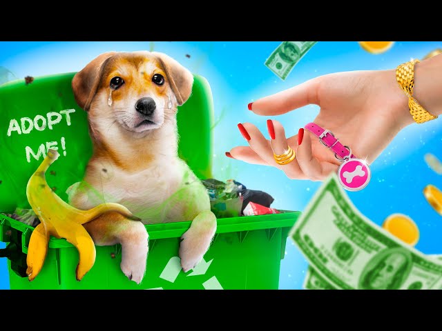 Millionaire Family Adopted a Dog || Poor Dog in a Giga Rich Family