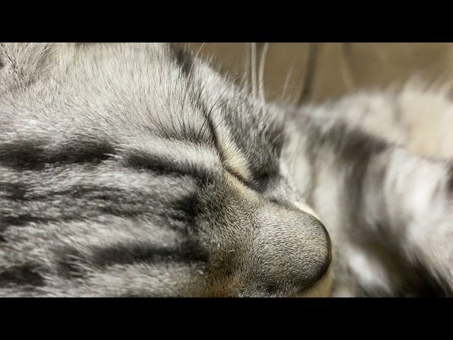 [Healing] The sound of a cat purring with a cute voice [Cat ASMR]