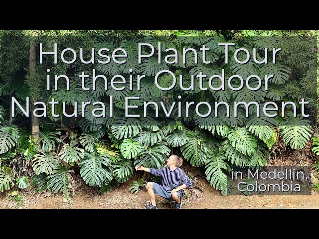 Tour of House Plant in their Natural Environment (outdoors!)