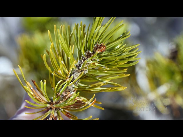 Pine Needle Scale | From the Ground Up