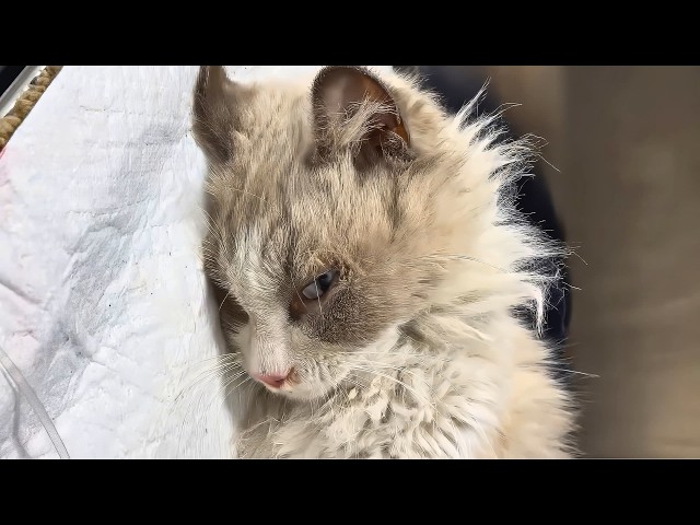 Abandoned Kitty Hit by Car, Tossed Away Like Trash, Left to Die - 7 Months to Heal