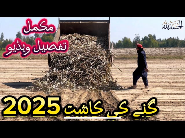 Gany Ki Kasht ki mukamal details  | february Sugarcane sowing complete Details