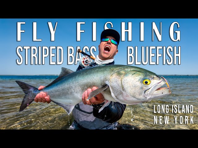 The Spring Run, Fly Fishing the Ocean and Back Bays for Striped Bass and Bluefish