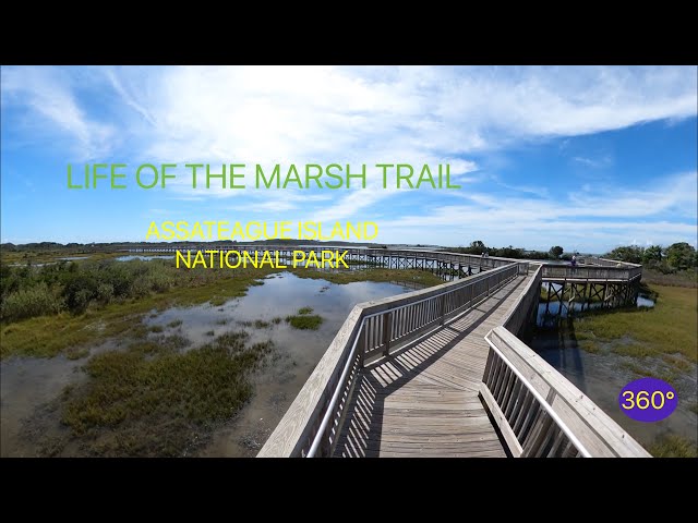 Assateague Island National Park, Maryland - Life of the Marsh Walk - Beautiful Weather! - 360