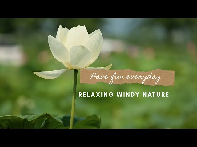 Windy Nature Ambience | Relaxing Nature Tour #RelaxingSleepMusic #RelaxingMusic #Relaxation