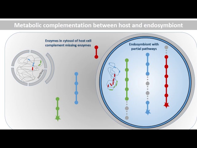 Metabolic Integration of Bacterial Endosymbionts / Trends in Microbiology (Vol. 25 Issue 9)