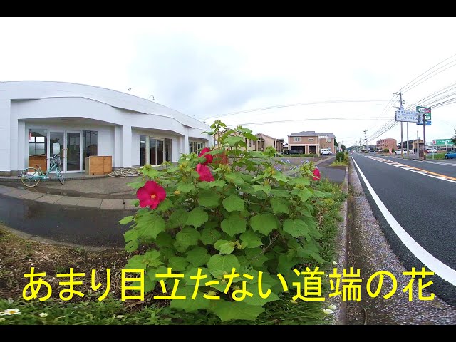 7月の道端の花【VR180】Roadside flowers in July